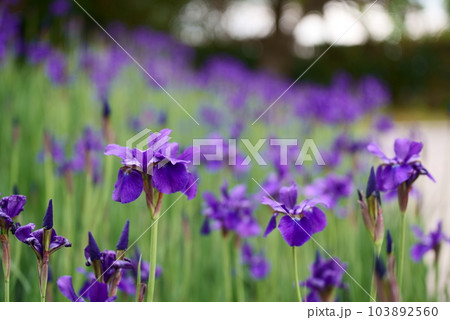 群生するアヤメの花 103892560