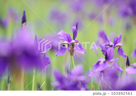 満開に咲くアヤメの花 103892561