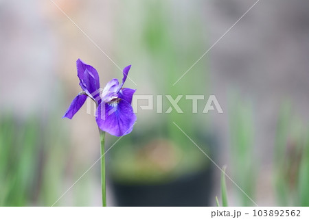 春を迎えた美しいアヤメの花 103892562