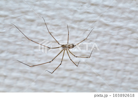 Spider on the wall 103892618
