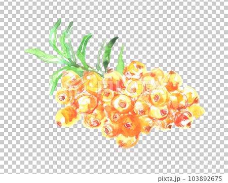 水彩で描いたシーベリーのイラスト 水彩で描いたシーベリーのイラスト 103892675