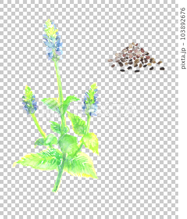水彩で描いたチアシードのイラスト 水彩で描いたチアシードのイラスト 103892676