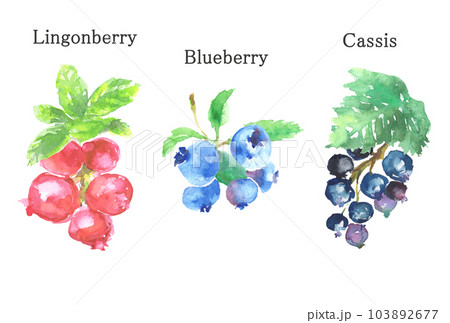 水彩で描いたリンゴンベリーとブルーベリーとカシスのイラスト 水彩で描いたリンゴンベリーとブルーベリーとカシスのイラスト 103892677