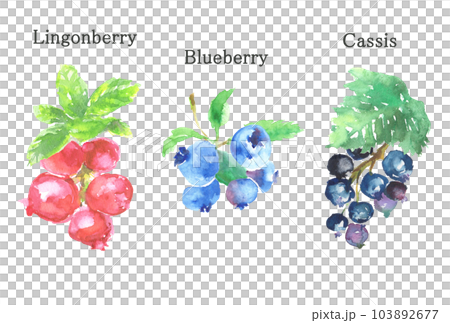 水彩で描いたリンゴンベリーとブルーベリーとカシスのイラスト 水彩で描いたリンゴンベリーとブルーベリーとカシスのイラスト 103892677