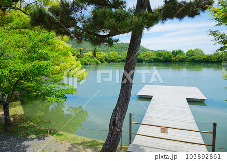 池舞台　大沢池　若葉に新緑　青もみじ　大覚寺 103892861