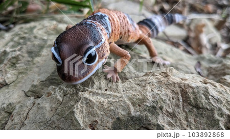 ニシアフリカトカゲモドキ＿ノーマルモルフ＿正面 103892868