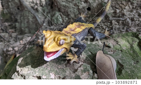 クレステッドゲッコー＿バイカラーモルフ＿正面威嚇の写真素材