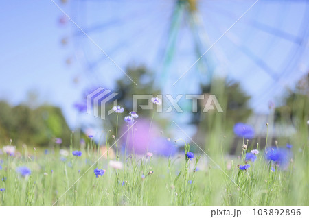 ヤグルマギク ヤグルマギク 103892896