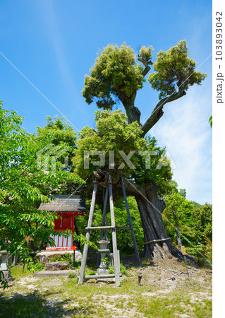 天神社　御神木　大沢池　若葉に新緑　青もみじ　大覚寺 103893042