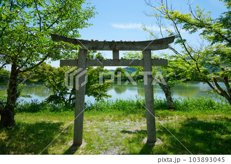 鳥居　大沢池　若葉に新緑　青もみじ　大覚寺 103893045