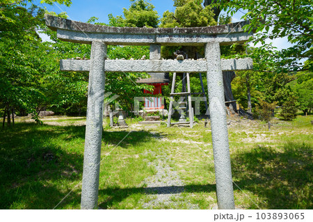 鳥居　大沢池　若葉に新緑　青もみじ　大覚寺 103893065