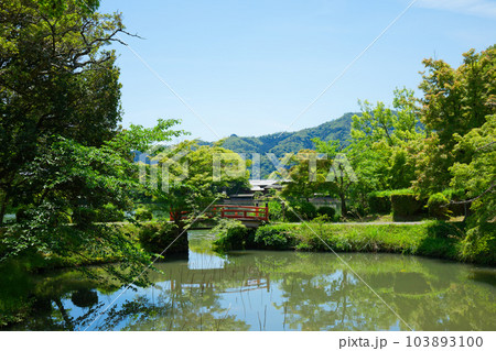 天神橋 大沢池 若葉に新緑 青もみじ 大覚寺 天神橋 大沢池 若葉に新緑 青もみじ 大覚寺 103893100