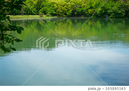大沢池　若葉に新緑　青もみじ　大覚寺 103893163