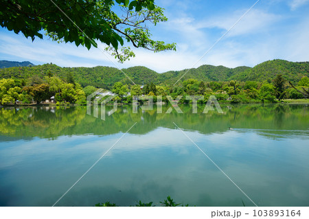大沢池　若葉に新緑　青もみじ　大覚寺 103893164