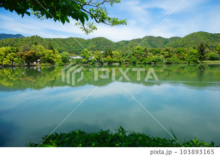 大沢池 若葉に新緑 青もみじ 大覚寺 大沢池 若葉に新緑 青もみじ 大覚寺 103893165