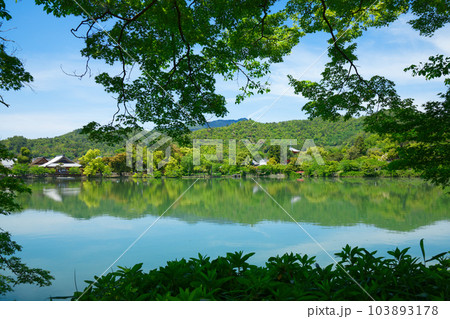 大沢池 若葉に新緑 青もみじ 大覚寺 大沢池 若葉に新緑 青もみじ 大覚寺 103893178