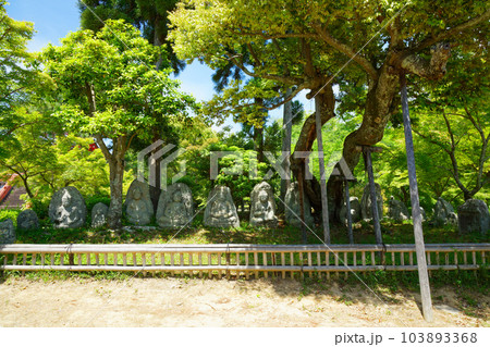 石仏群　大沢池　若葉に新緑　青もみじ　大覚寺 103893368