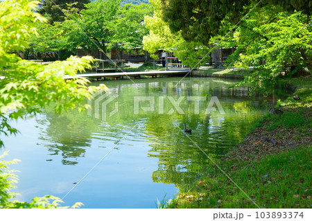 池舞台 大沢池 若葉に新緑 青もみじ 大覚寺 池舞台 大沢池 若葉に新緑 青もみじ 大覚寺 103893374