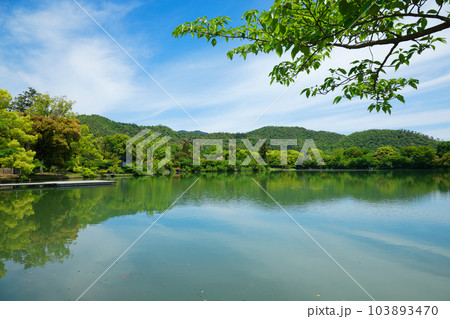 大沢池 若葉に新緑 青もみじ 大覚寺 大沢池 若葉に新緑 青もみじ 大覚寺 103893470