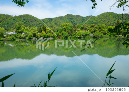 大沢池　若葉に新緑　青もみじ　大覚寺 103893696
