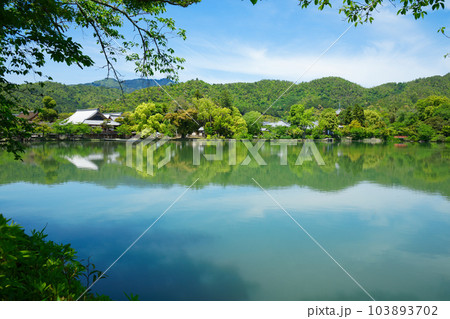 大沢池　若葉に新緑　青もみじ　大覚寺 103893702