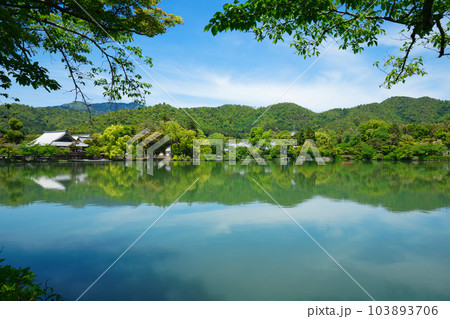 大沢池　若葉に新緑　青もみじ　大覚寺 103893706