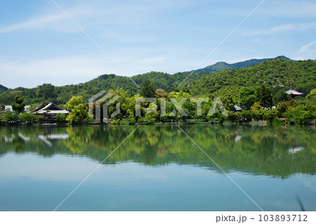 大沢池 若葉に新緑 青もみじ 大覚寺 大沢池 若葉に新緑 青もみじ 大覚寺 103893712