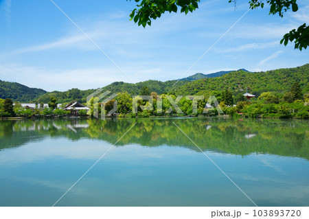 大沢池 若葉に新緑 青もみじ 大覚寺 大沢池 若葉に新緑 青もみじ 大覚寺 103893720