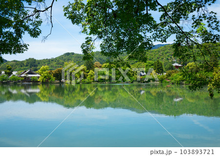 大沢池 若葉に新緑 青もみじ 大覚寺 大沢池 若葉に新緑 青もみじ 大覚寺 103893721