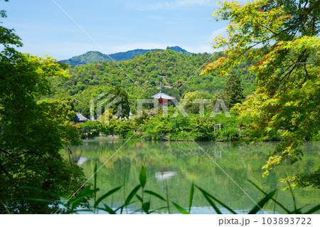 大沢池 若葉に新緑 青もみじ 大覚寺 大沢池 若葉に新緑 青もみじ 大覚寺 103893722