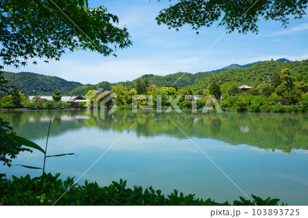 大沢池　若葉に新緑　青もみじ　大覚寺 103893725
