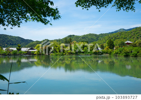 大沢池 若葉に新緑 青もみじ 大覚寺 大沢池 若葉に新緑 青もみじ 大覚寺 103893727
