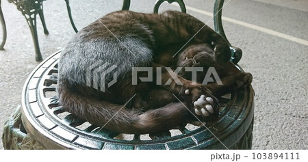 動物 動物学 猫 103894111