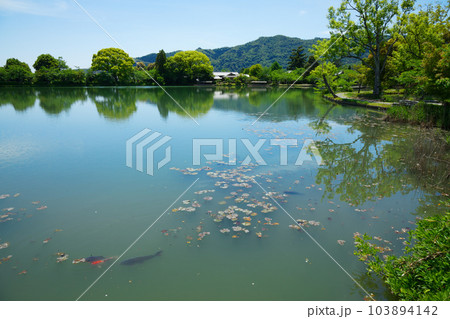 大沢池 若葉に新緑 青もみじ 大覚寺 大沢池 若葉に新緑 青もみじ 大覚寺 103894142