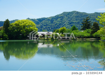 大沢池　若葉に新緑　青もみじ　大覚寺 103894144