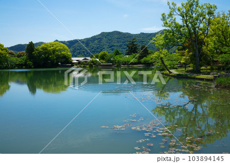 大沢池 若葉に新緑 青もみじ 大覚寺 大沢池 若葉に新緑 青もみじ 大覚寺 103894145