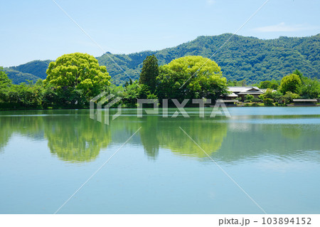 大沢池 若葉に新緑 青もみじ 大覚寺 大沢池 若葉に新緑 青もみじ 大覚寺 103894152