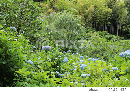 アジサイと竹林の見事な絶景 103894435