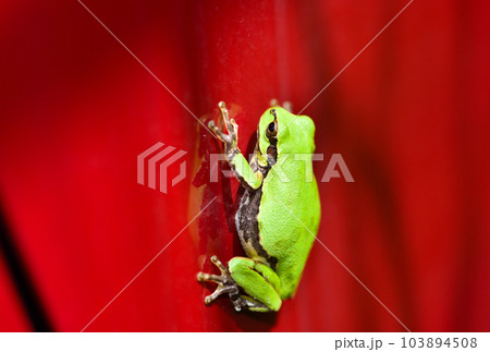 赤い車に止まっているアマガエル 103894508