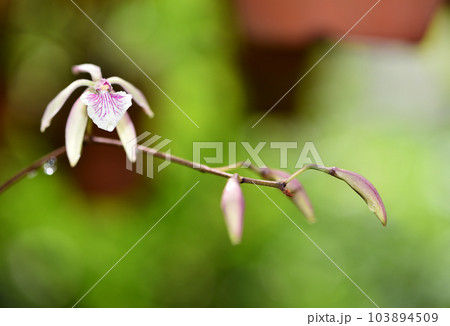 鉢植えのエンシクリア・アデノカウラに花が咲いた 103894509