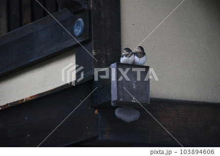 早朝の奈良井宿軒下のツバメのヒナ 103894606