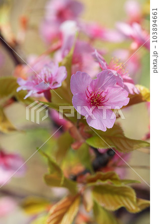 カワズザクラの花 カワズザクラの花 103894661