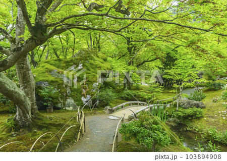 京都嵐山・宝厳院 獅子吼の庭 新緑の季節 京都嵐山・宝厳院 獅子吼の庭 新緑の季節 103894908