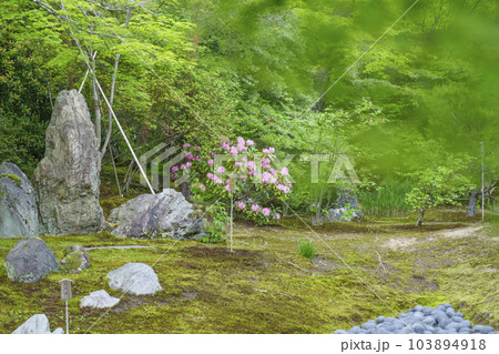 京都嵐山・宝厳院　獅子吼の庭　新緑の季節 103894918