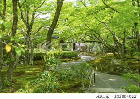 京都嵐山・宝厳院　獅子吼の庭　新緑の季節 103894922