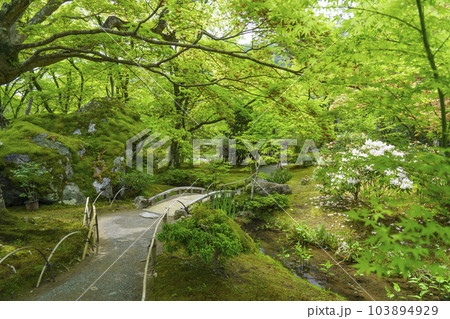 京都嵐山・宝厳院 獅子吼の庭 新緑の季節 京都嵐山・宝厳院 獅子吼の庭 新緑の季節 103894929
