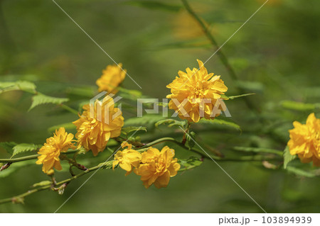 京都嵐山・宝厳院　獅子吼の庭　満開の山吹 103894939