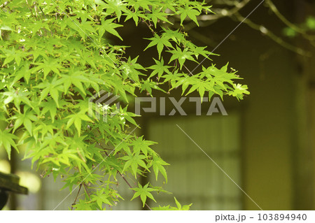 京都嵐山・宝厳院　獅子吼の庭　青嶂軒と青紅葉 103894940