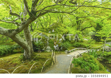 京都嵐山・宝厳院　獅子吼の庭　新緑の季節 103894951