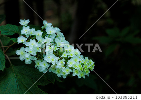 梅雨空に色鮮やかに咲き誇る紫陽花の花たち 103895211